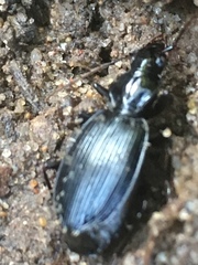 Platynina
