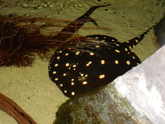 Potamotrygon leopoldi
