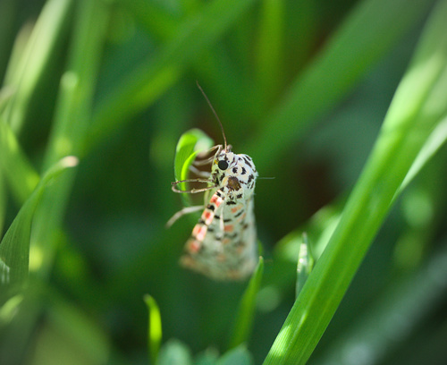 Utetheisa pulchella