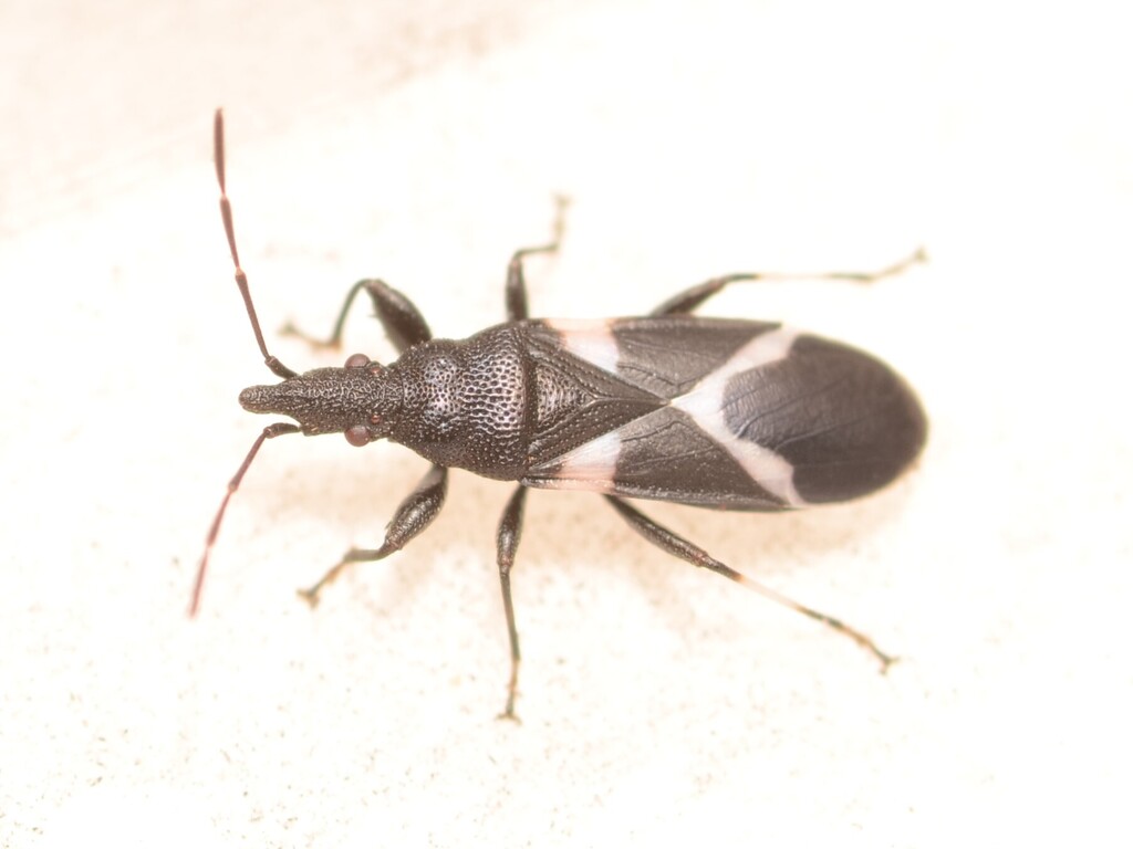 Protea Seedbug