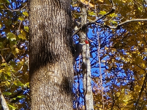 Pileated Woodpecker photographed in South Carolina