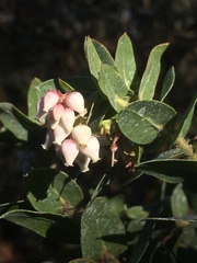 Arctostaphylos pajaroensis