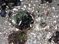 Athyonidium chilensis