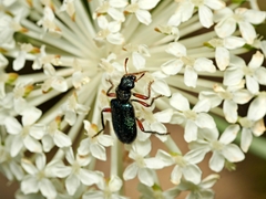 Phlogistus cribratus