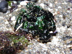 Athyonidium chilensis