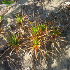 Cyperus pedunculatus