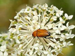 Phyllotocus ruficollis