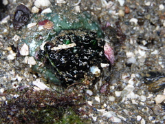 Athyonidium chilensis