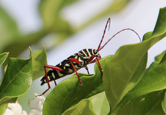 Placosternus erythropus