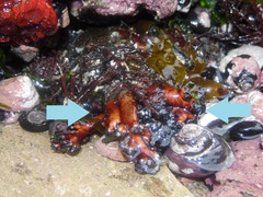 Athyonidium chilensis