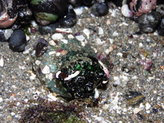 Athyonidium chilensis