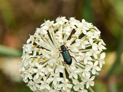 Phlogistus cribratus