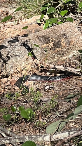 Red-bellied Black Snake sighting