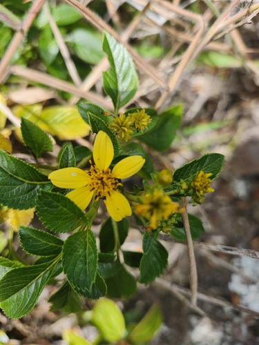 Bidens torta observed 2025-11-06