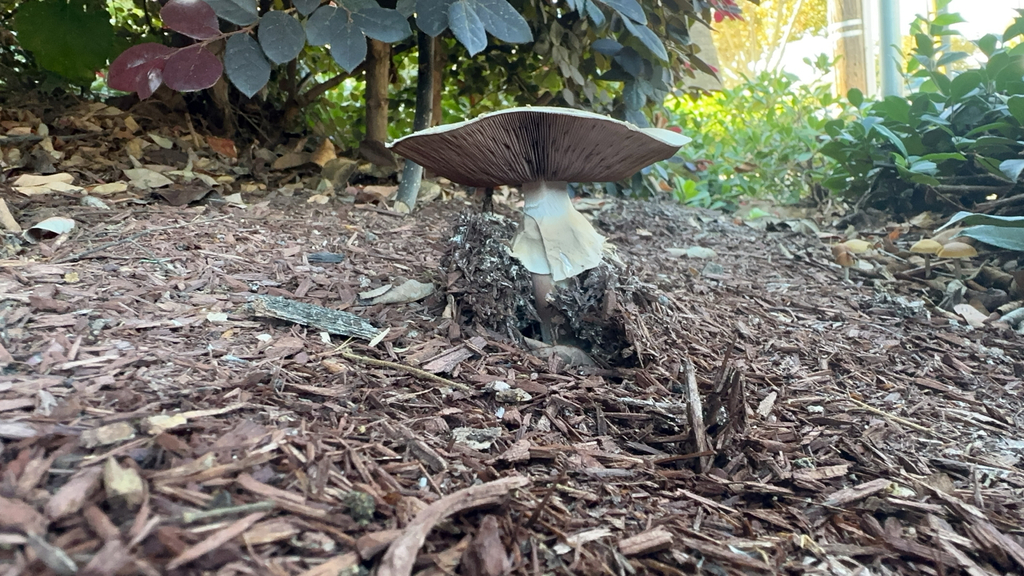 Agaricus xanthodermus · November 2025 · photo: © common_snowball (iNaturalist, cc0)