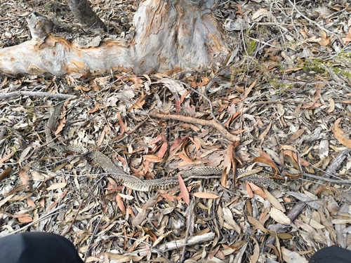 Red-bellied Black Snake sighting