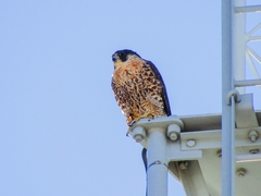 Falco peregrinus anatum