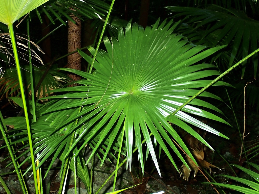 Coccothrinax barbadensis