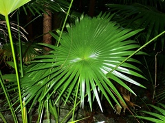 Coccothrinax barbadensis