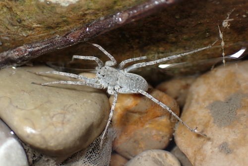 Pardosa wagleri