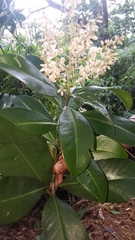 Ardisia revoluta
