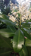 Ardisia revoluta