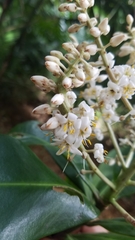 Ardisia revoluta