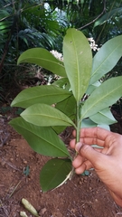 Ardisia revoluta