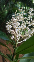 Ardisia revoluta