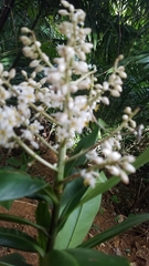 Ardisia revoluta