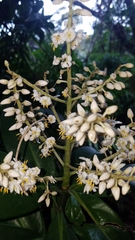 Ardisia revoluta