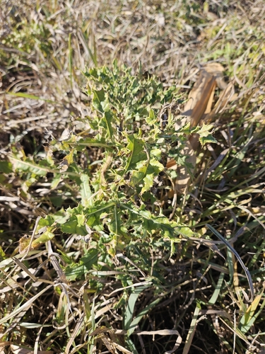 creeping thistle