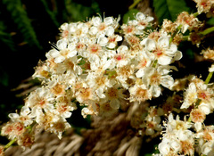 Sorbaria tomentosa