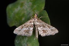 Diasemiopsis ramburialis