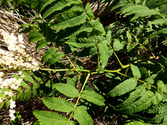 Sorbaria tomentosa