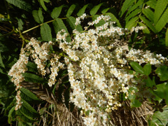 Sorbaria tomentosa