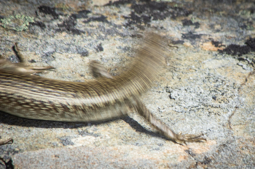 Grand Skink, Oligosoma grande