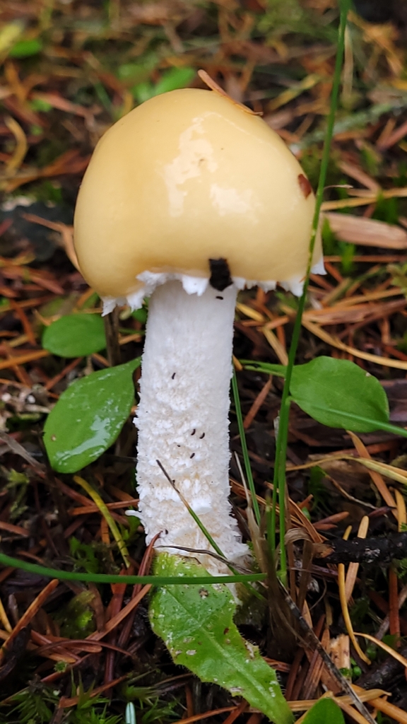 Stropharia ambigua · November 2025 · photo: © daveincamas (iNaturalist, cc0)