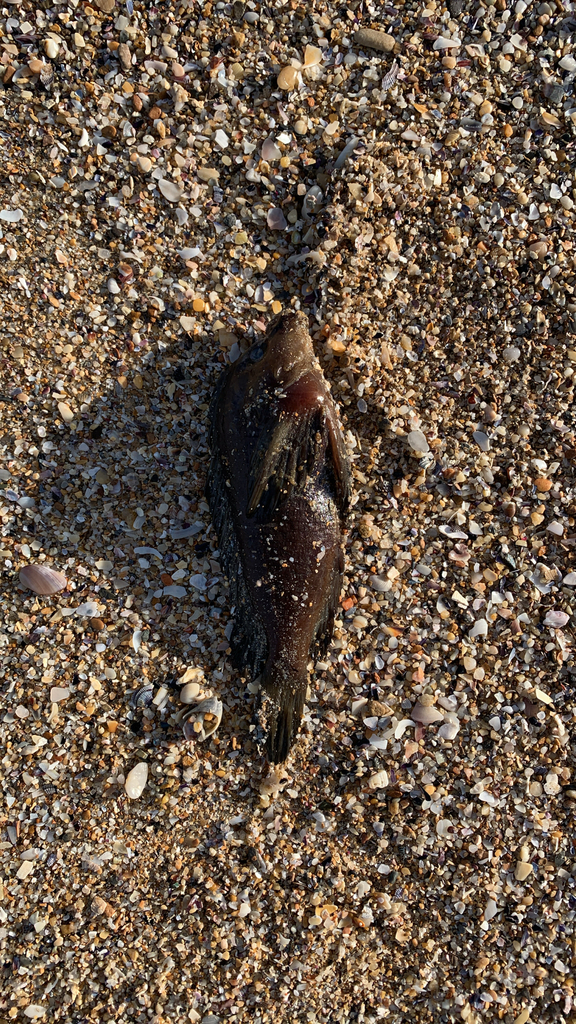 Pig Fish Bug Whitenose Pigfish from Port Noarlunga, SA, AU on November 7, 2025 at 07 ...
