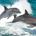 Common Bottlenose Dolphin - Photo (c) zschmolka, some rights reserved (CC BY-NC)