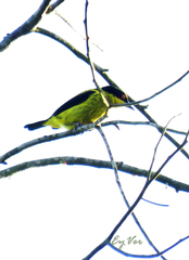 Dacnis flaviventer