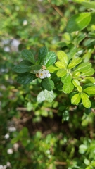 Lippia micromera