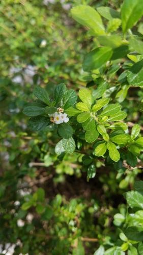 Lippia micromera, photograph 6