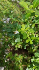 Lippia micromera