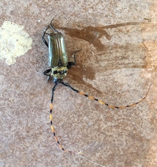 Retrachydes thoracicus