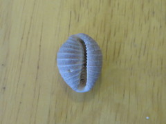 Pusula solandri