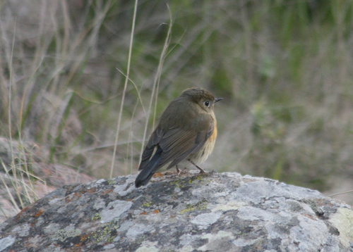 Robin à flancs roux