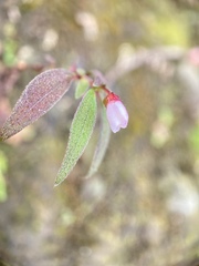 Centradenia inaequilateralis image