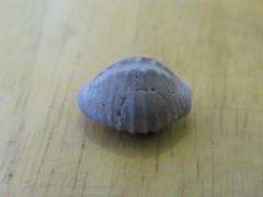 Pusula solandri
