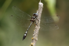 Macrothemis imitans